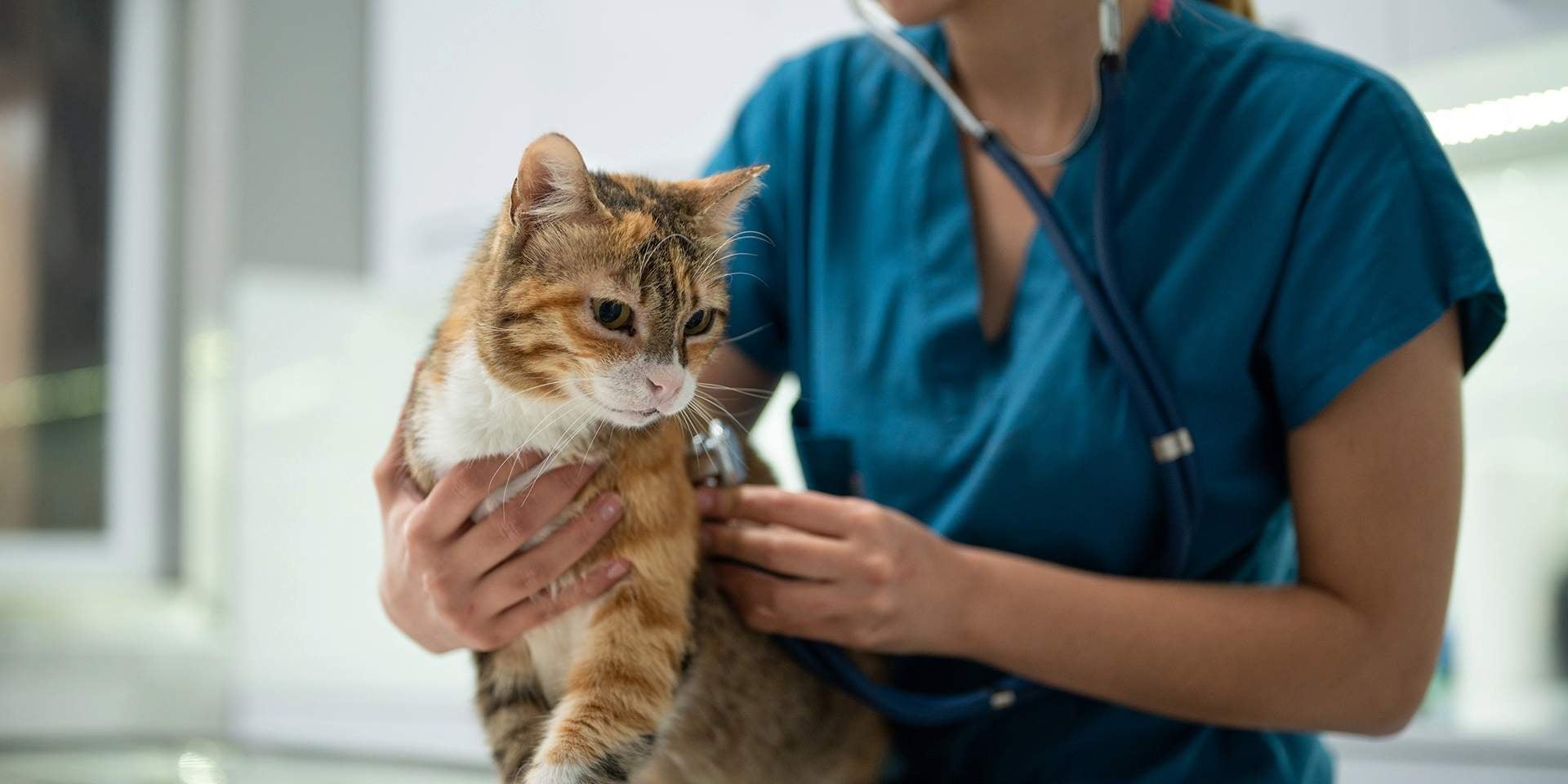 Veterinária examinando a um bichinho para determinar um caso de febre em gatos
