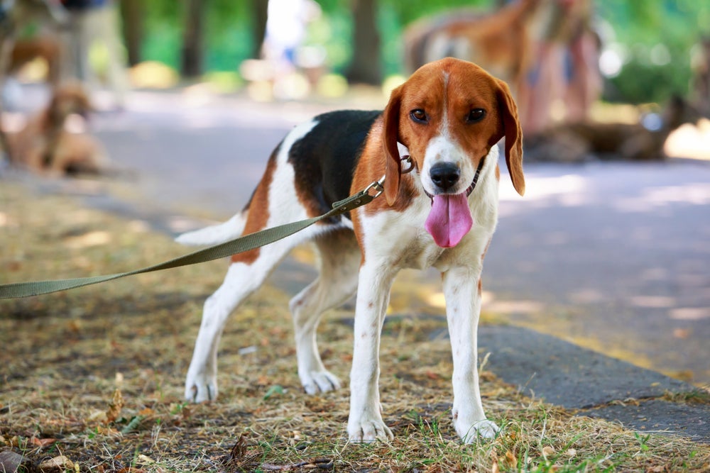 O Foxhound Americano foi criado originalmente como um cão de caça