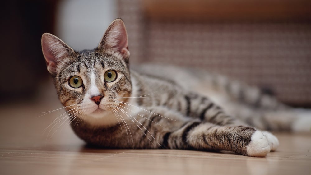 A doença renal em gatos não tem cura, mas pode ser controlada com o manejo adequado