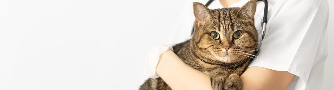 Estes são os sintomas que pode ter um gato doente