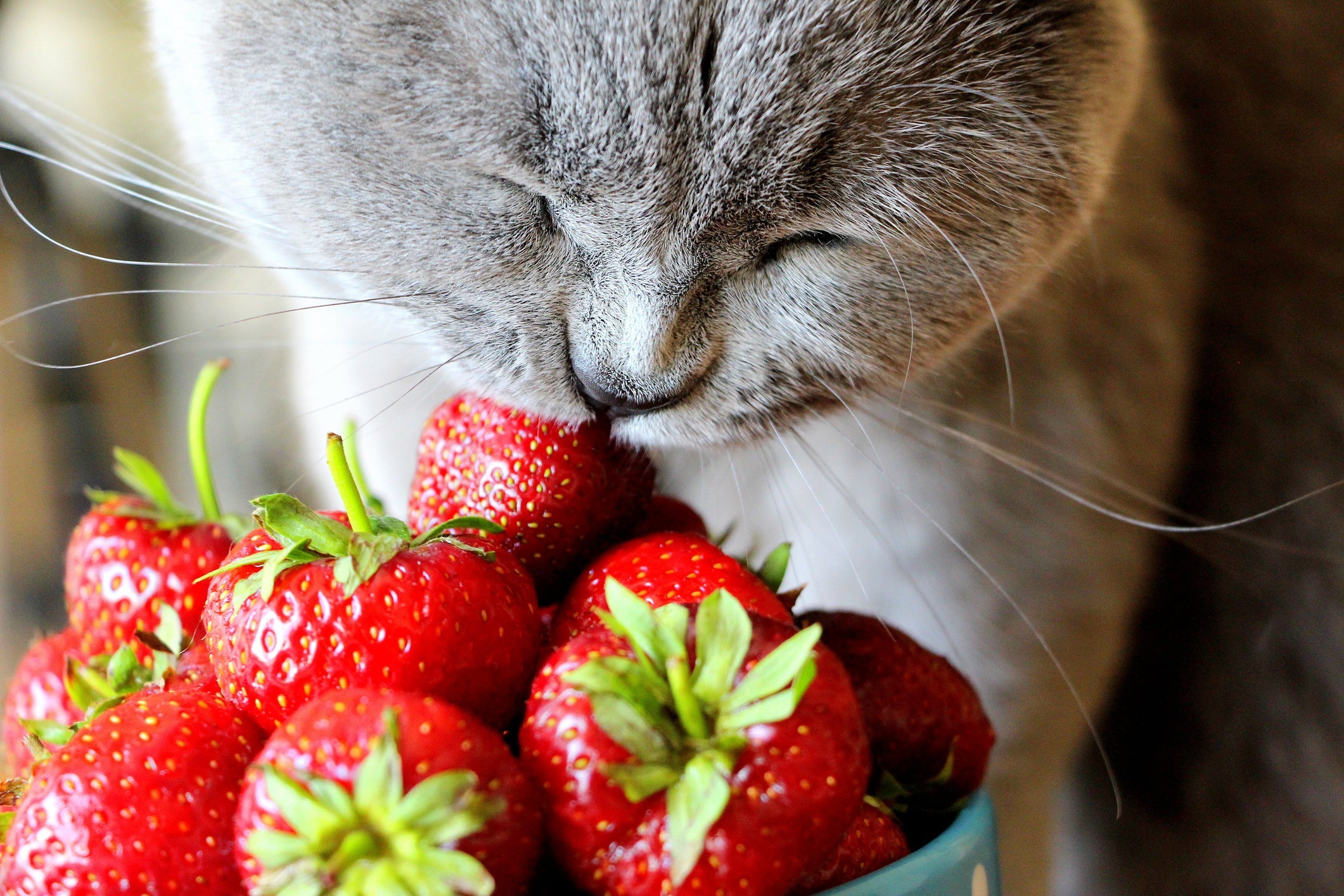 O morango é rico em água, fibras e antioxidantes, que podem beneficiar a saúde do gato