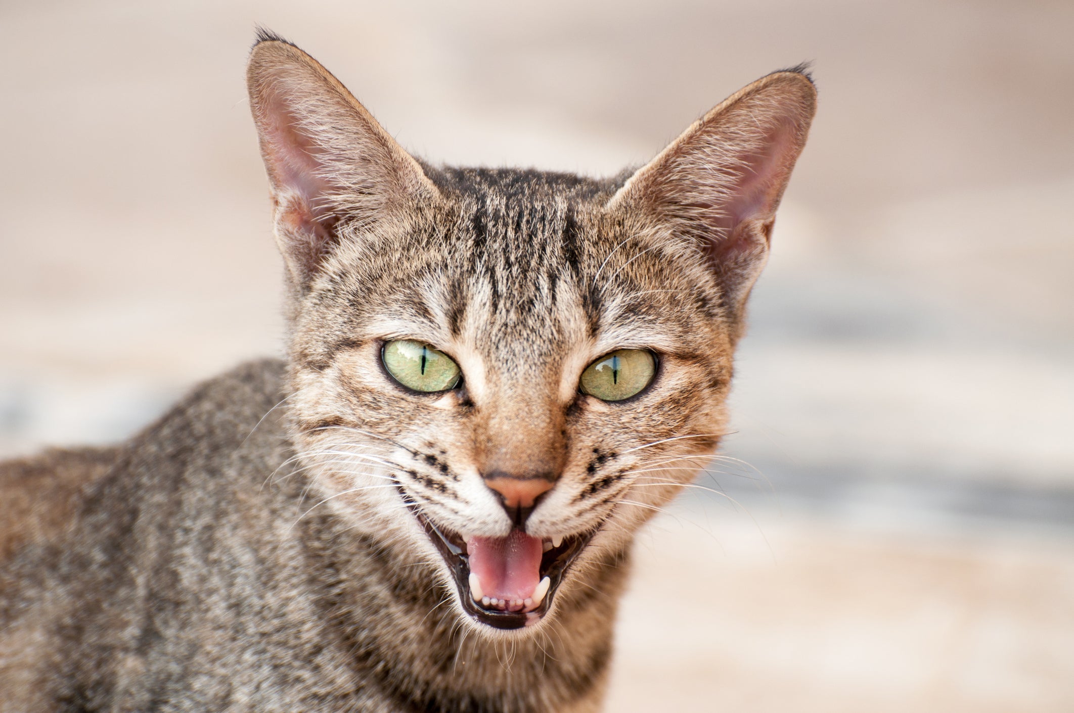 A gengivite é um dos principais problemas que afetam a boca e os dentes do gato