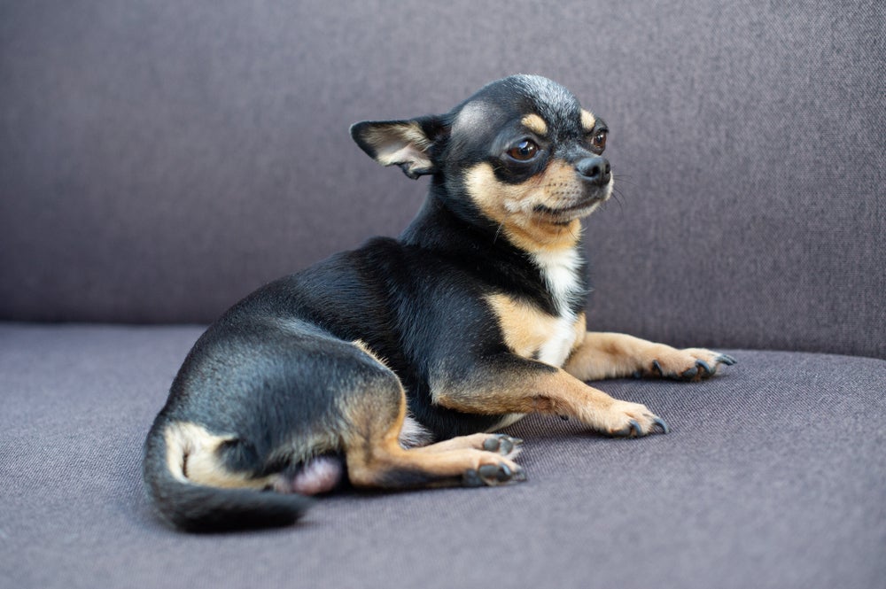 Veja as opções mais populares de nomes para Chihuahua que são fofos, divertidos e cheios de personalidade