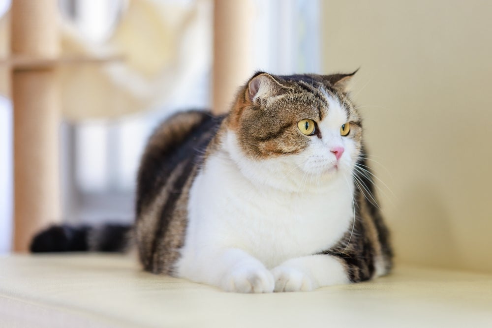 Gatos obesos podem viver menos e ter inúmeros problemas de saúde associados ao sobrepeso