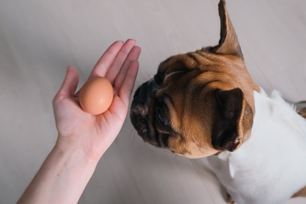 O ovo oferece uma série de benefícios para os cães quando consumido do jeito adequado