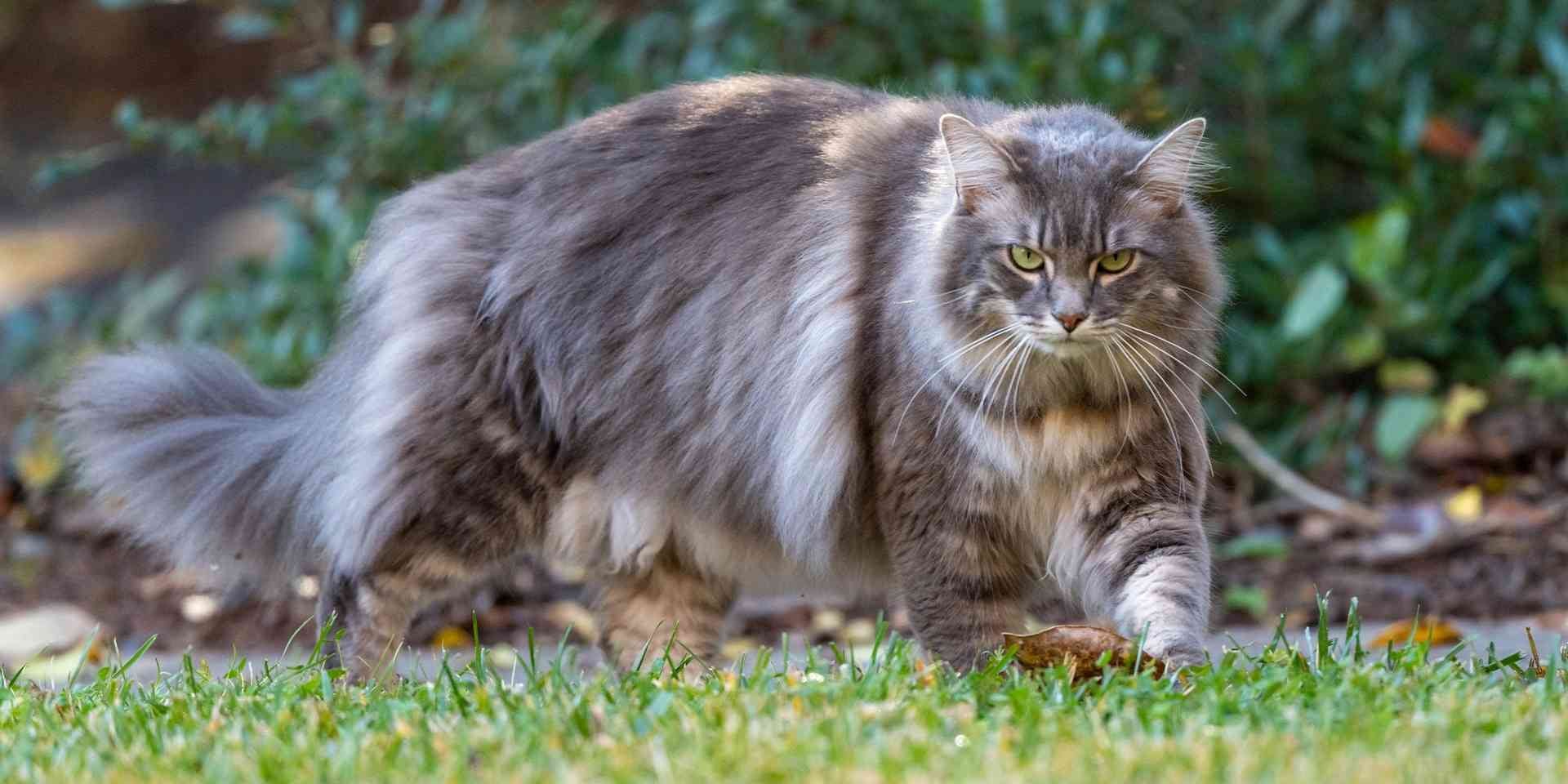 A crina e outras projeções de pelos de um gato de pelo médio requerem cuidados especiais. Gatinho caminhando.