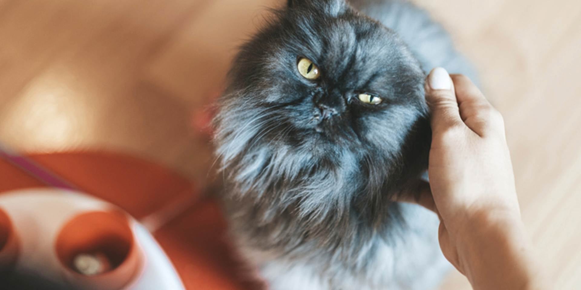 Os pelos dos gatos devem ser escovados, principalmente em raças com pelos longos, como este persa cinza. 