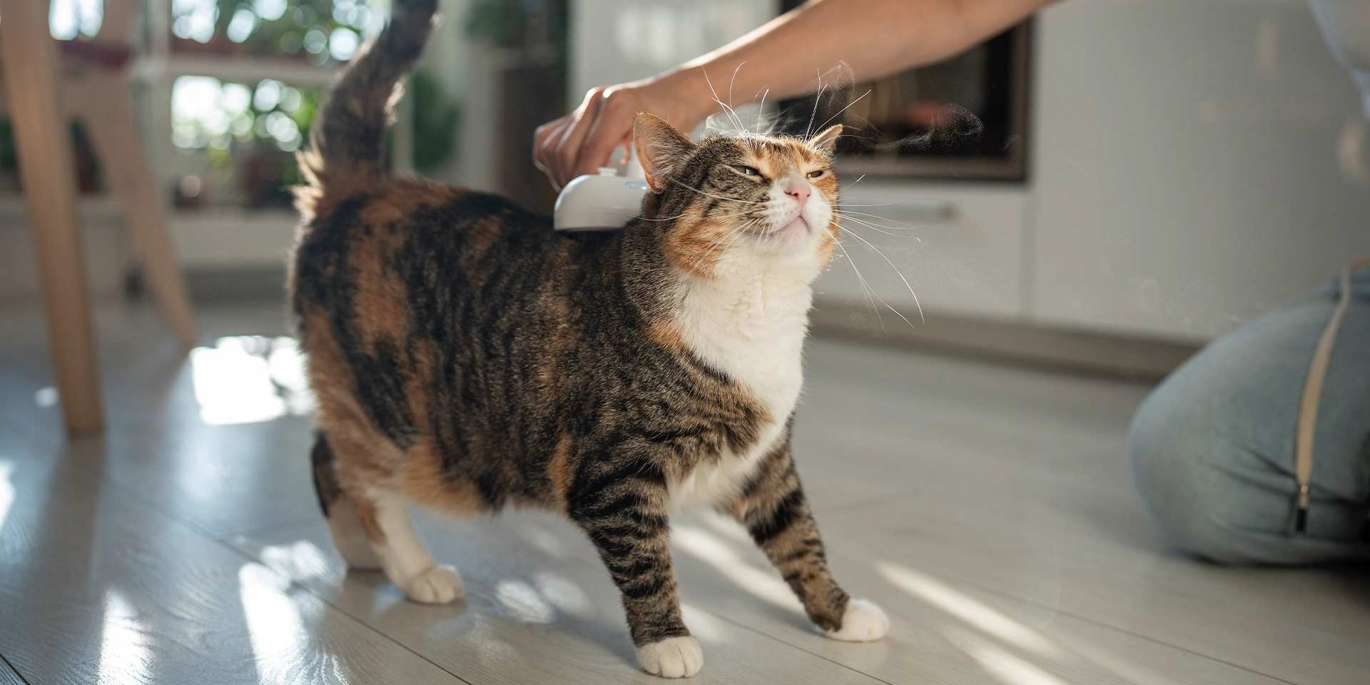 Pelo de gato: um guia para cuidar da pelagem felina