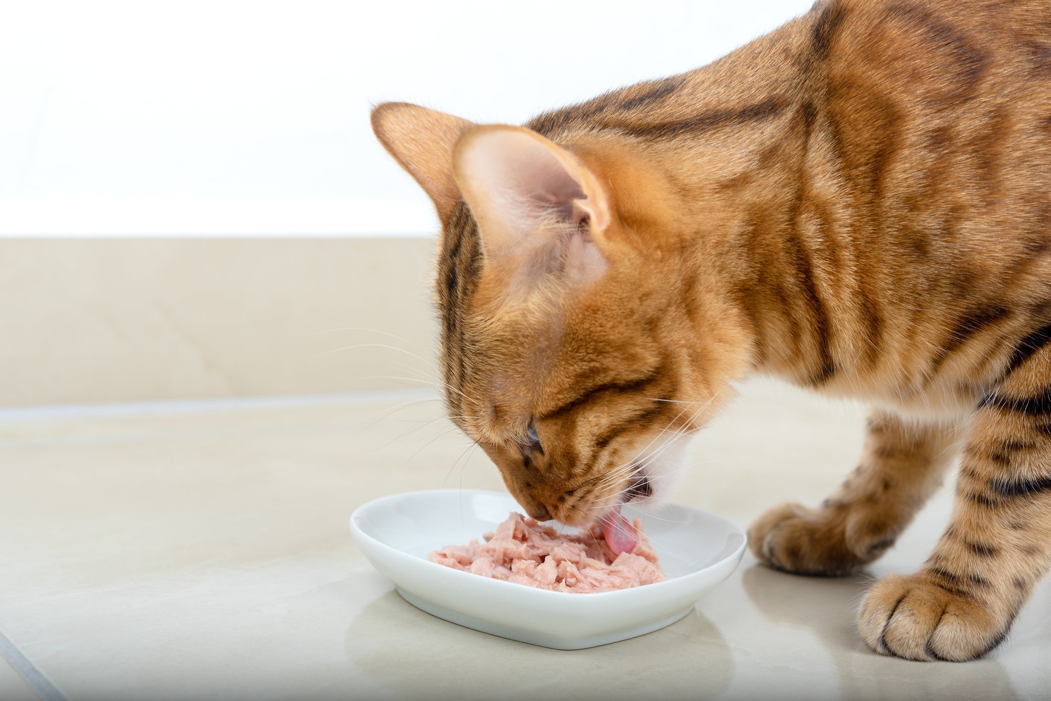 Além de saboroso, o sachê para gato é uma ótima forma de estimular a hidratação dos felinos