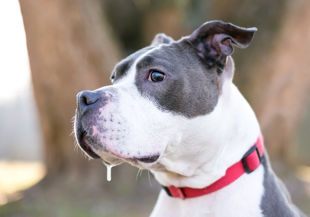 Algumas raças de cachorro, como Bulldog e Boxer, babam mais do que outras por questões anatômicas