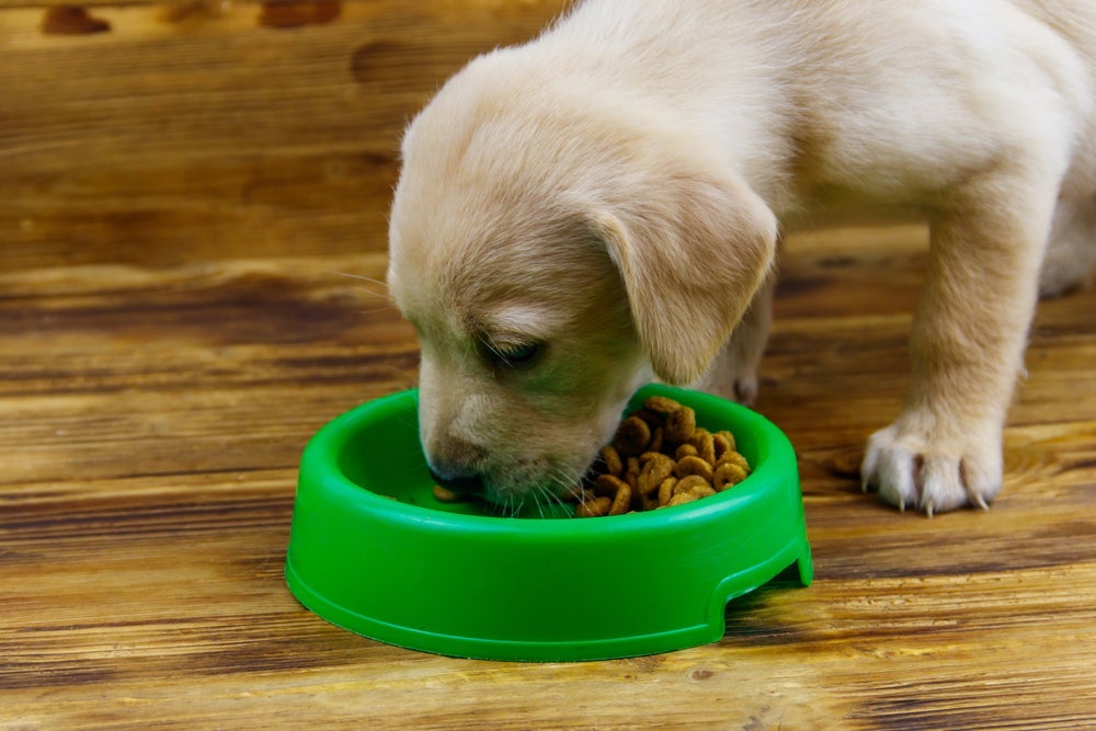 A quantidade de ração e o número de refeições diárias devem ser bem ajustadas para cachorros filhotes