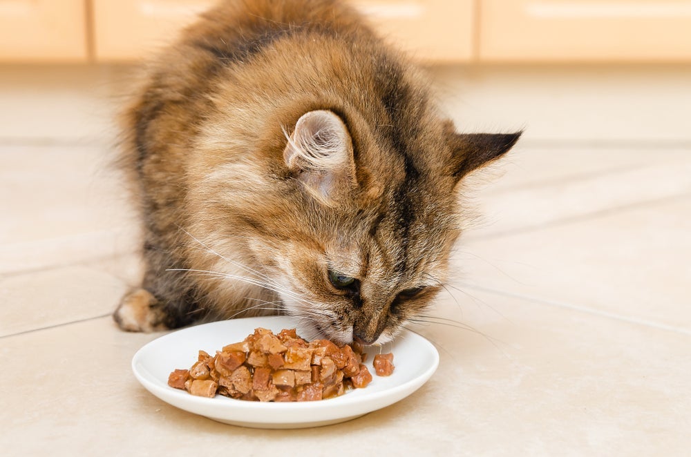 Alguns cuidados simples ajudam a manter a qualidade do sachê para gatos depois de aberto