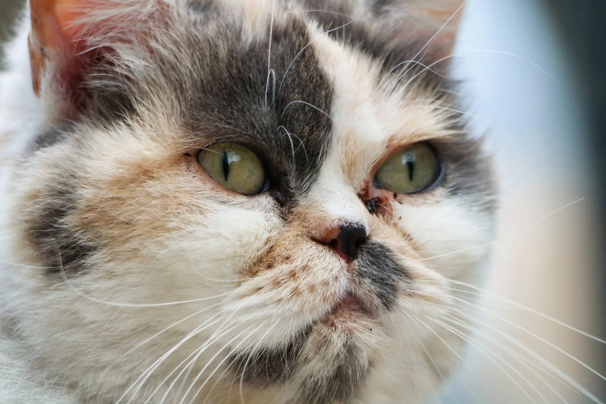 Remela escura também é conhecida como “lágrima ácida” e é comum em gatos