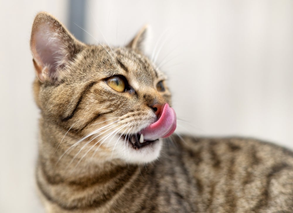 A ração úmida é um alimento mais palatável para os gatos, agradando até os felinos mais exigentes