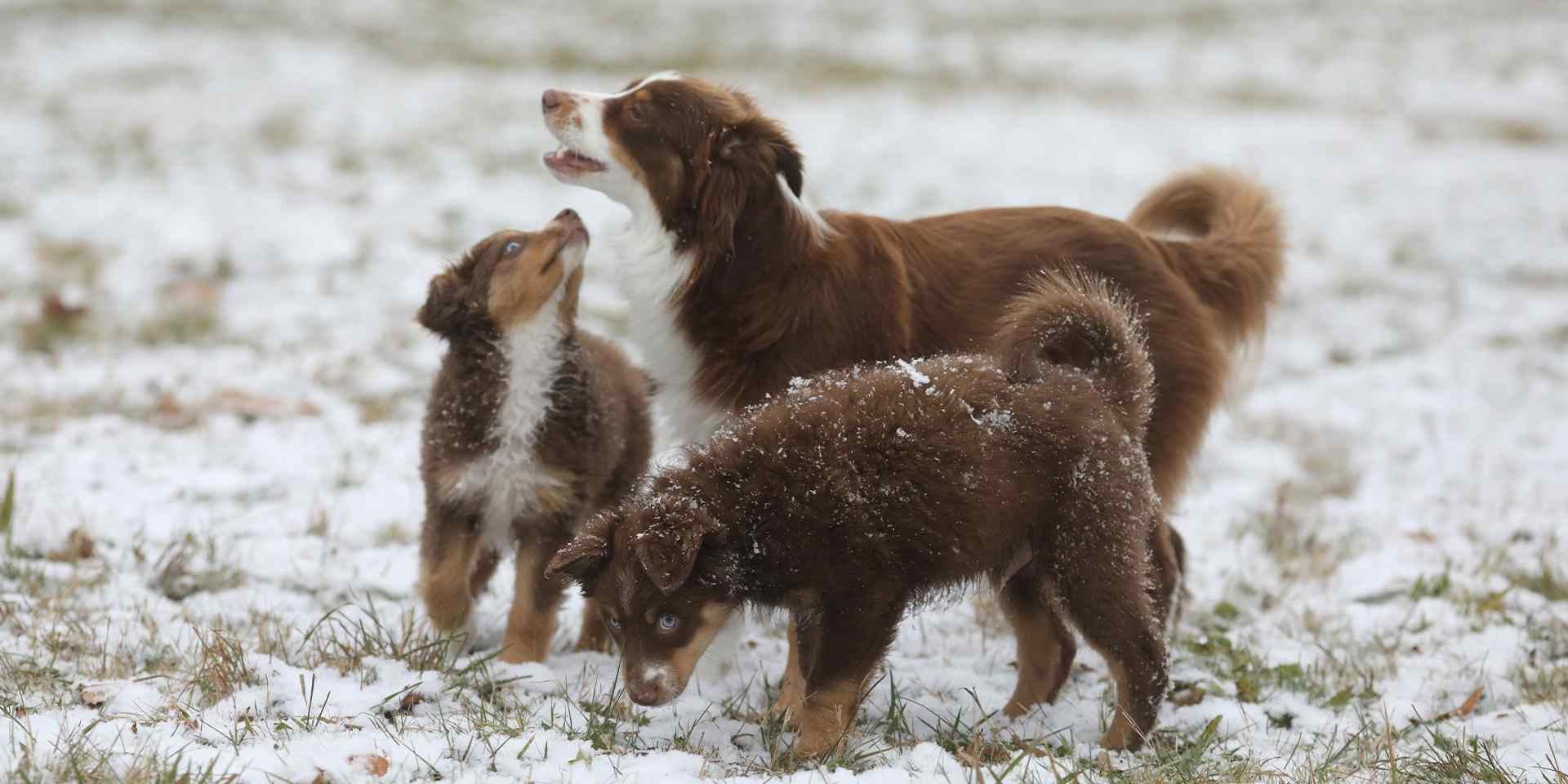 Embora existam tratamentos para a sarna canina, a prevenção é fundamental. Família canina sob a neve.