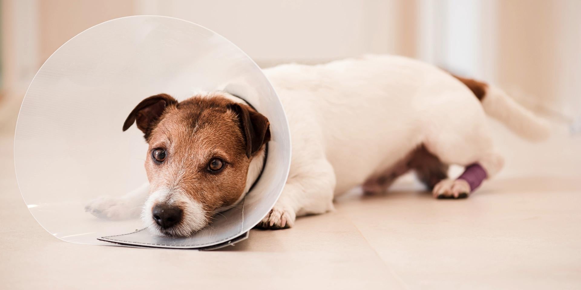 Esses são alguns dos sinais da sarna em cães. Jack Russell usando um colar elizabetano.