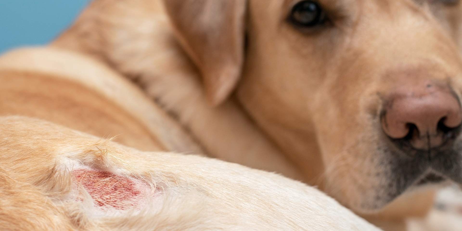 Sarna em cachorros O que é? Retriever com uma lesão em sua pele.