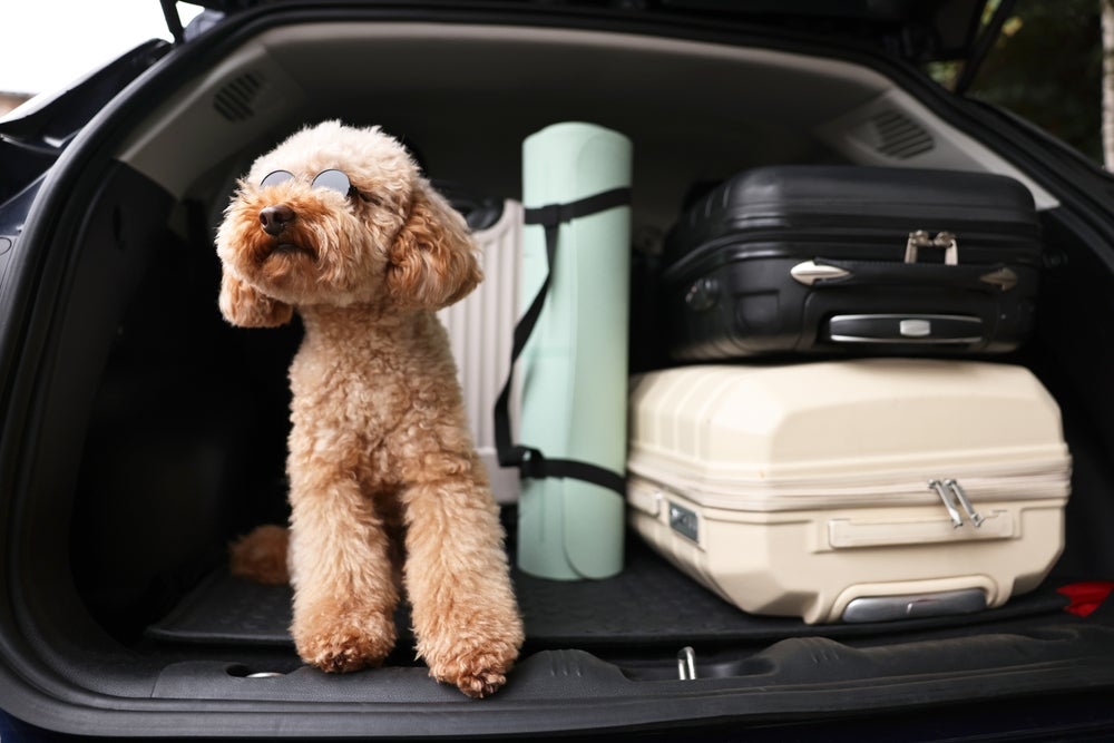 Seguro viagem para pets não costuma ser obrigatório, mas pode garantir tranquilidade para a família
