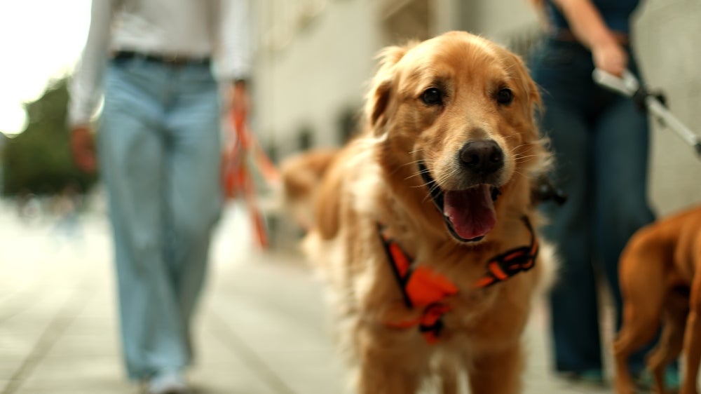 Tutores devem observar a linguagem corporal canina para garantir um passeio seguro e confortável para o cão