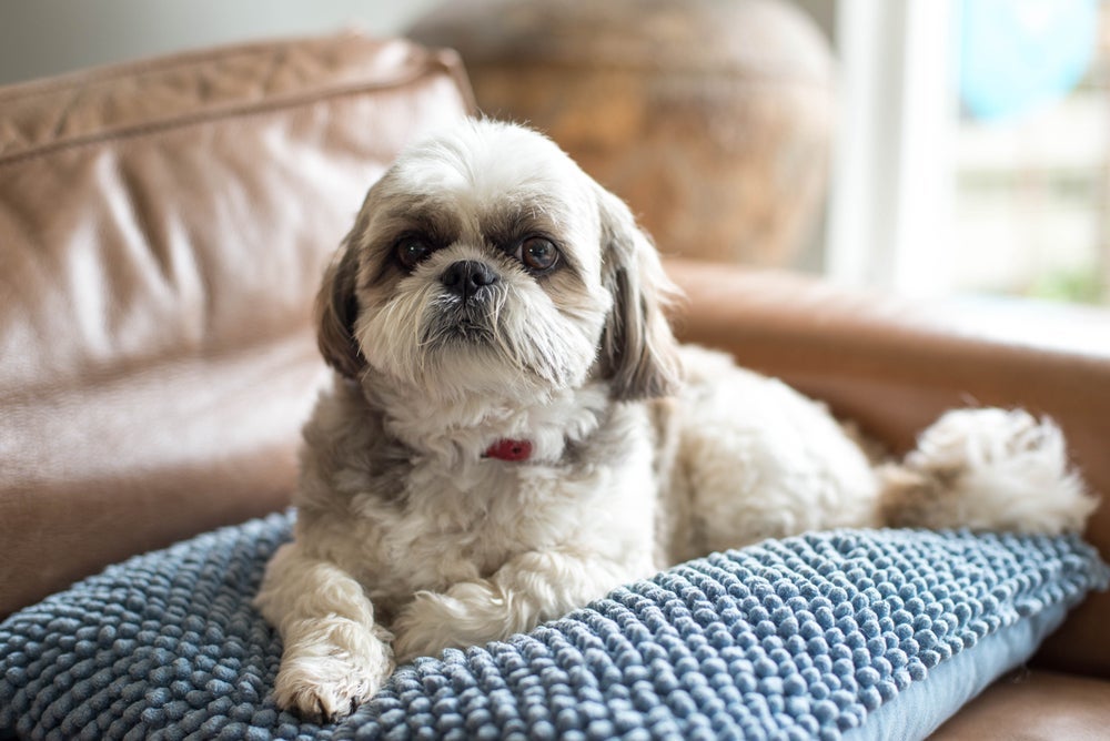 O Shih Tzu pode ter algumas variações físicas e comportamentais, mas a raça é uma só