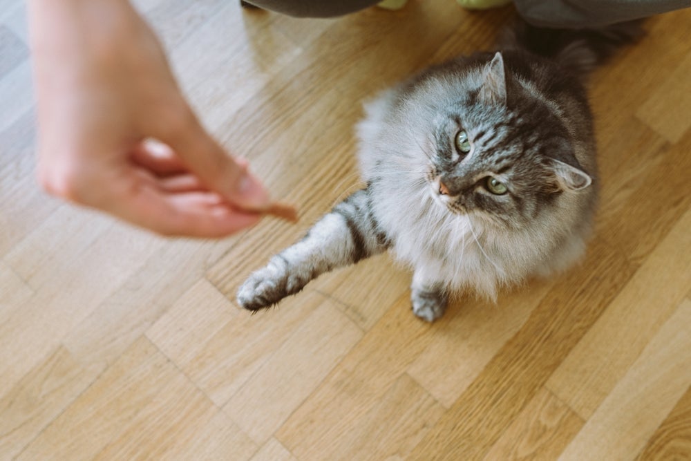 Gatos aprendem por associação positiva e repetição, respondendo a diversos comandos