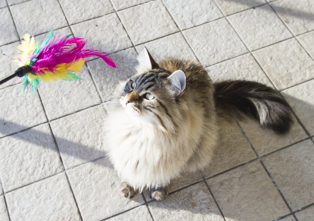 Além de ajudar na movimentação, as brincadeiras favorecem a saúde emocional do gato