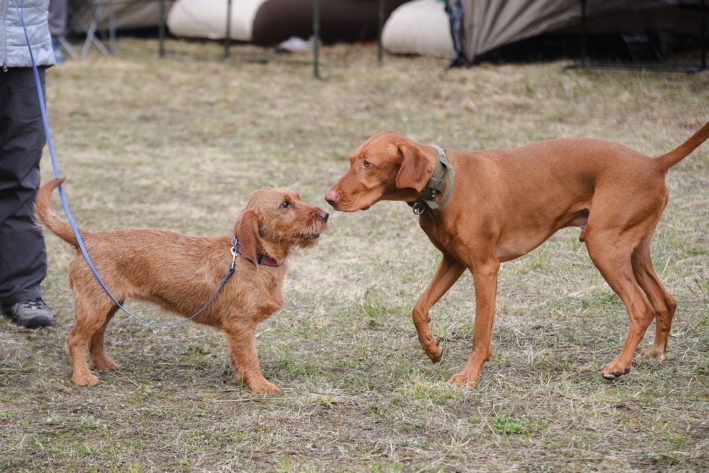 Nem todo cachorro é super sociável, mas algumas estratégias podem ajudar o pet a se soltar