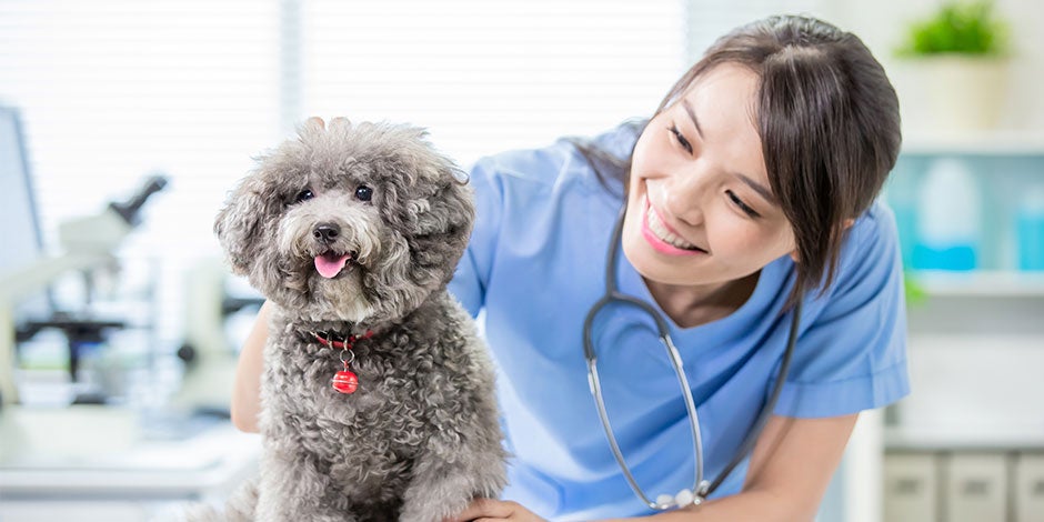 Veterinária junto a pet feliz. O câncer em cachorro tem tratamento