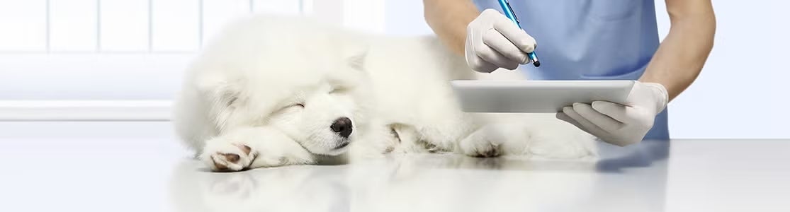 Câncer em cachorro. Veterinário examinando um Samoyeda branco