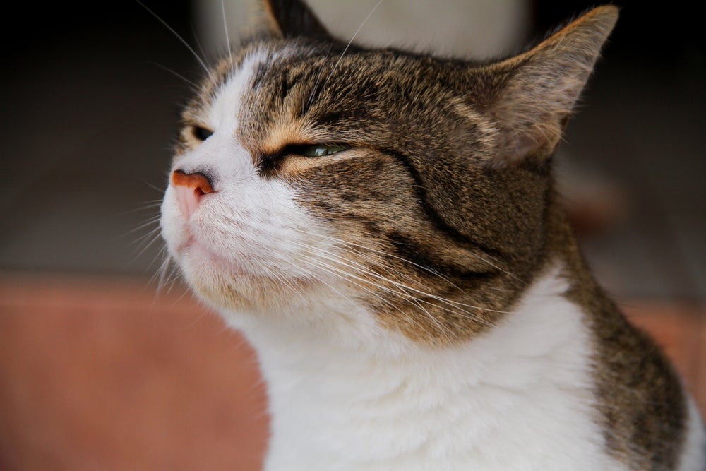 O olfato felino é muito sensível e percebe odores comuns do dia a dia de forma mais intensa que os humanos