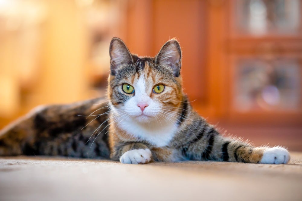Gatos idosos precisam de adaptações na dieta para suprir as novas demandas do organismo