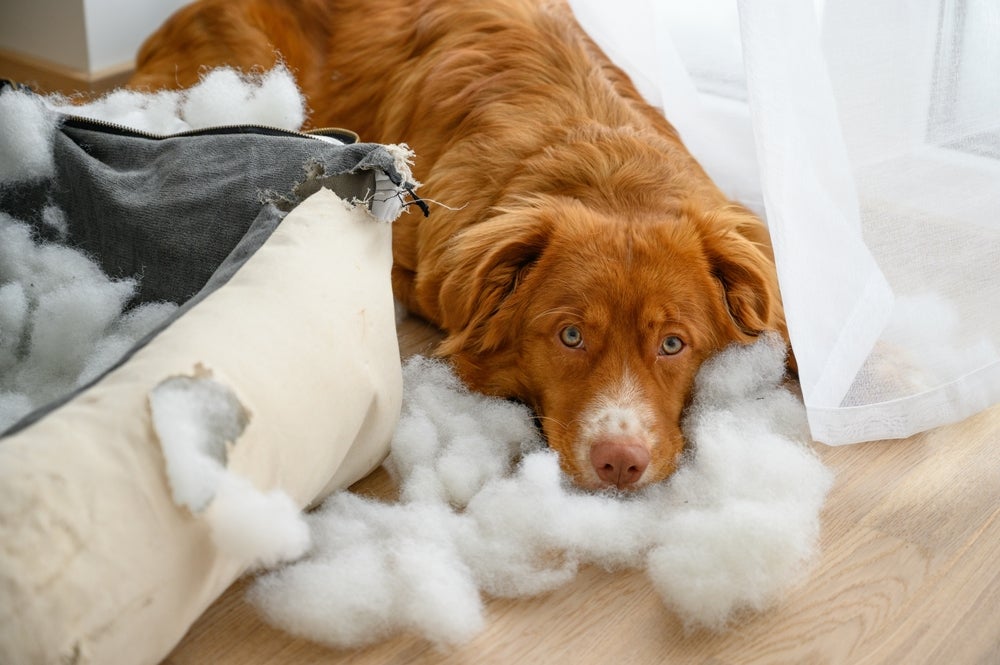 O comportamento destrutivo em cães costuma ter relação com necessidades não atendidas