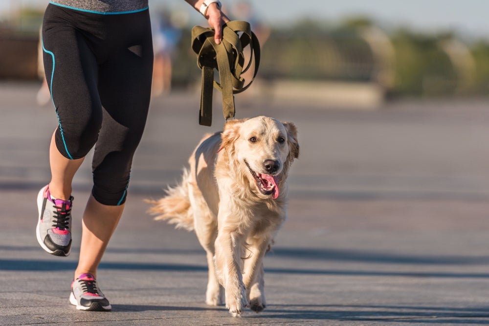 Fazer corrida com o cachorro pode ser um hábito benéfico para tutor e animal