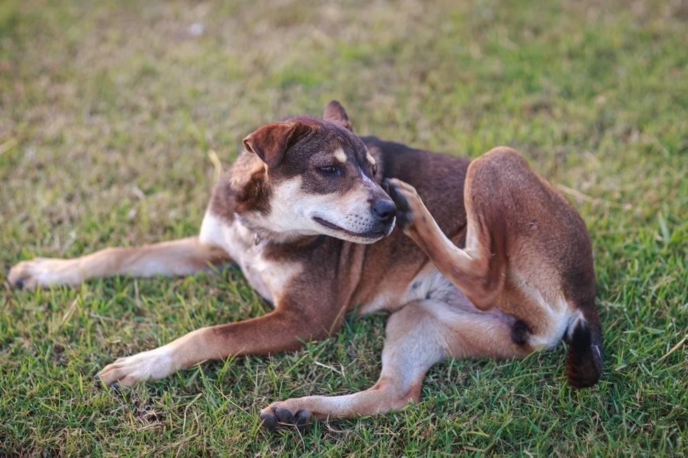 A dermatite em cães é um problema de pele muito incômodo, causado por diversos fatores