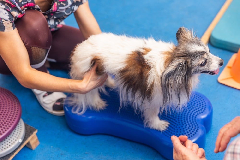A fisioterapia é usada para reduzir dores, recuperar movimentos e melhorar a qualidade de vida dos animais