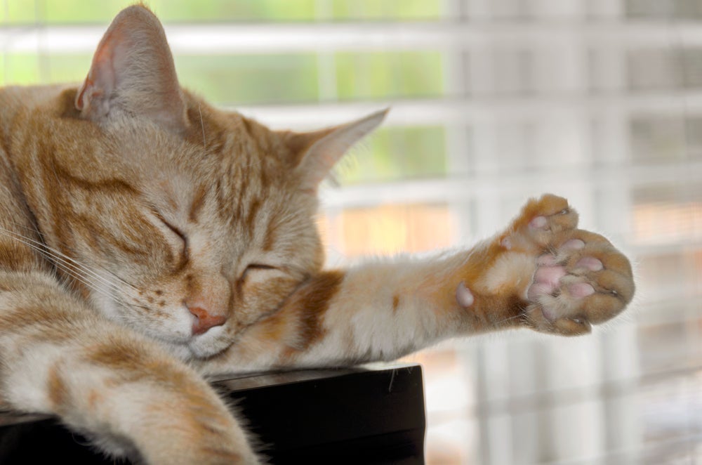 Um gato polidáctilo nasce com mais dedos nas patas por conta de uma alteração genética