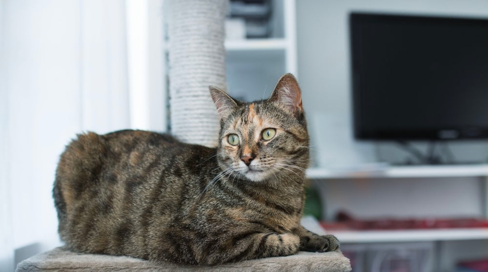 O comportamento territorial em gatos é muito comum, mas pode ser desafiador em alguns casos