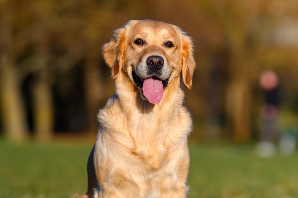 O Golden Retriever precisa de alguns cuidados específicos para manter sua saúde em dia