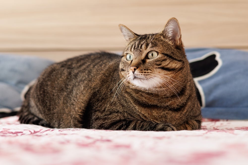 A obesidade felina favorece uma série de problemas de saúde e ainda reduz a longevidade do pet