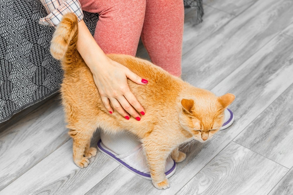 Gatos podem gostar de tapinhas no bumbum devido a questões instintivas e anatômicas