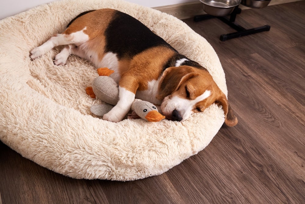 A cama para cachorro garante o conforto e o bem-estar dos pets no dia a dia