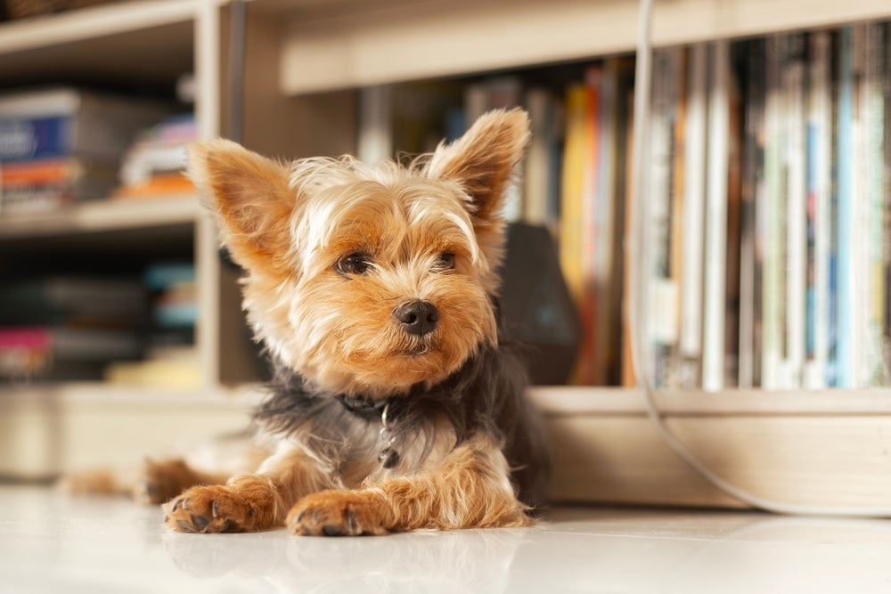 O Yorkshire é uma raça de cachorro bastante apegada à família e precisa de companhia constante