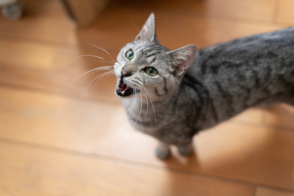 Gatos não demonstram desconfortos de maneira evidente, então é preciso observar sinais sutis no animal