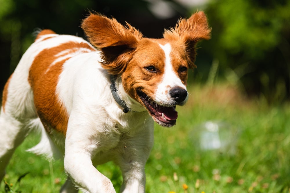 O Spaniel Bretão é um cão de porte médio que era muito utilizado para a caça de aves