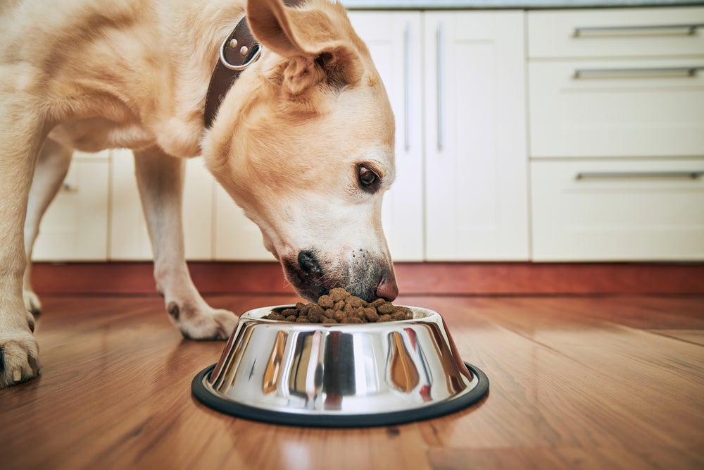As rações secas para cachorro são classificadas a partir da qualidade nutricional de suas fórmulas