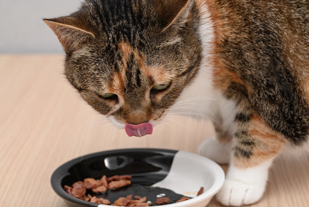 A ração úmida em sachê pode ser uma importante aliada da saúde de gatos idosos