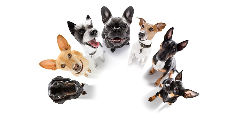 Se teu pet tiver verrugas, mantenha-o longe de outros cães: ele pode transmiti-las.