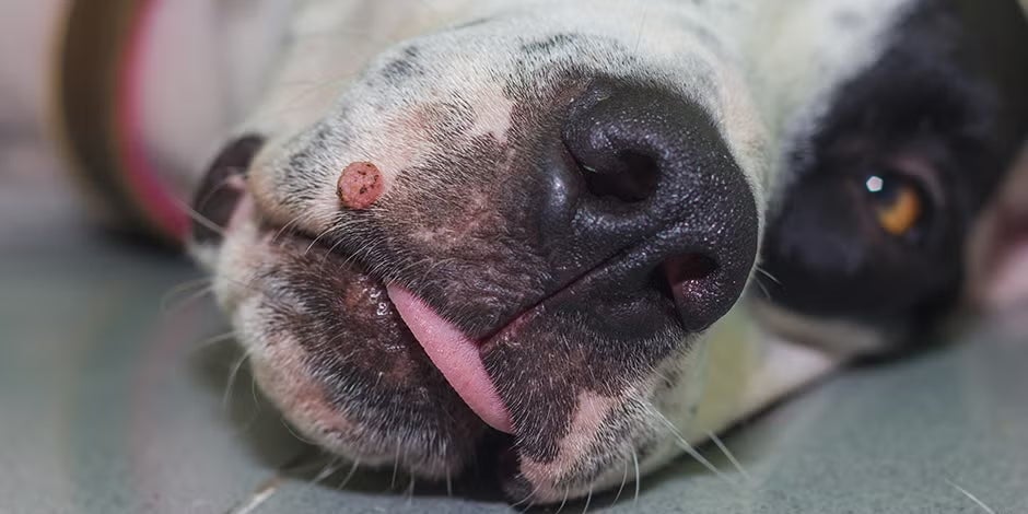 Caso de verruga em cachorro, como este Bulldog branco