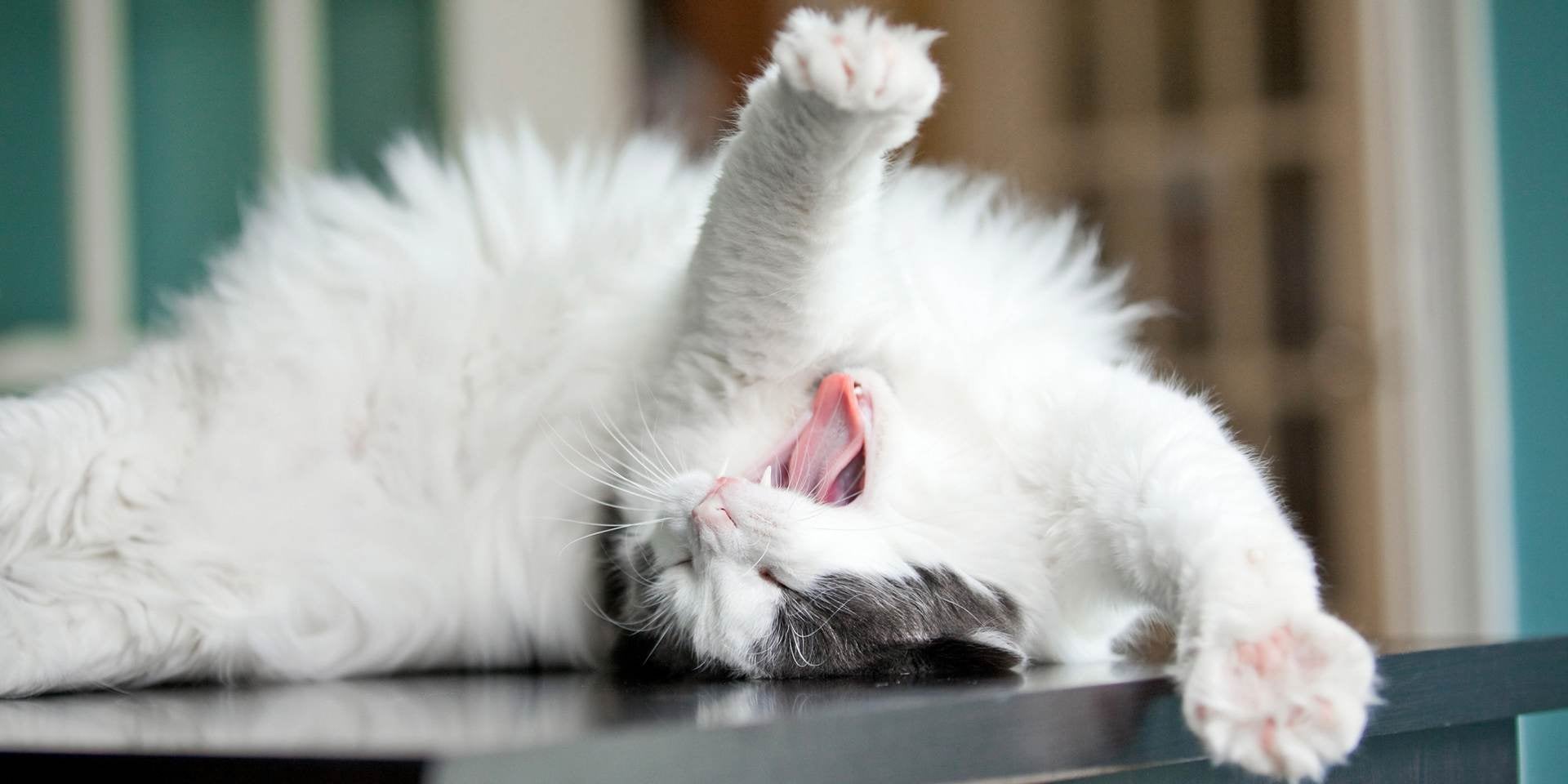 Na linguagem dos gatos, ações como bocejar ou mostrar a barriga podem indicar alívio.