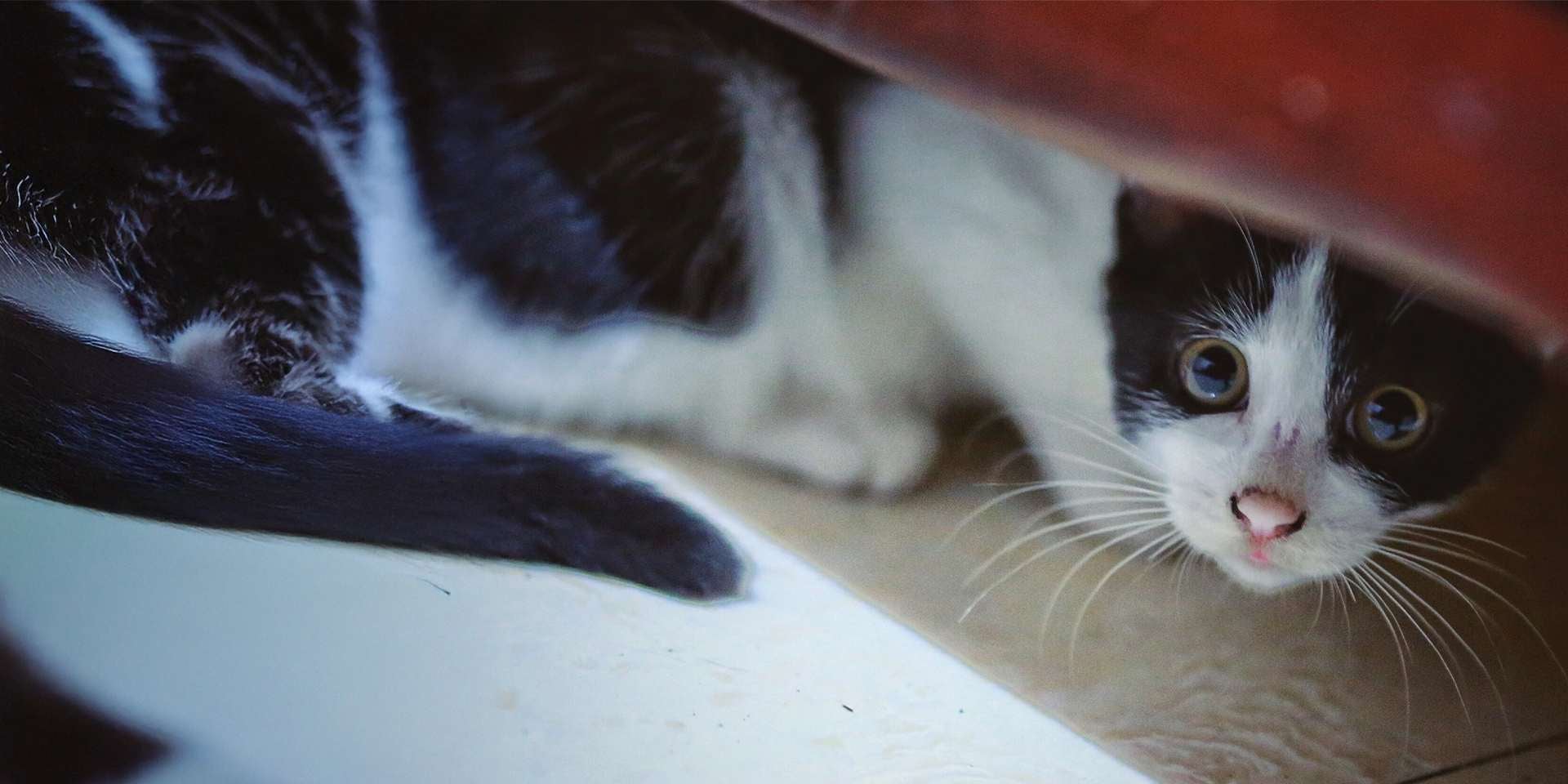 A linguagem dos gatos medrosos é muito característica. Gatinho assustado.